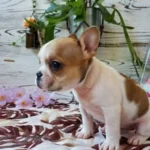 Pet Shop ARTEMIS